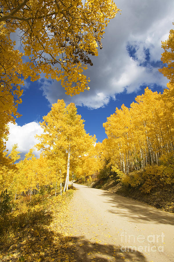 Road Amid Aspens 2 Photograph by Ron Dahlquist - Printscapes - Fine Art ...