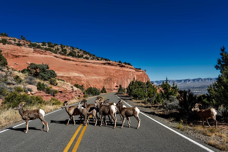 Animal Photograph - Road Block by Mountain Dreams