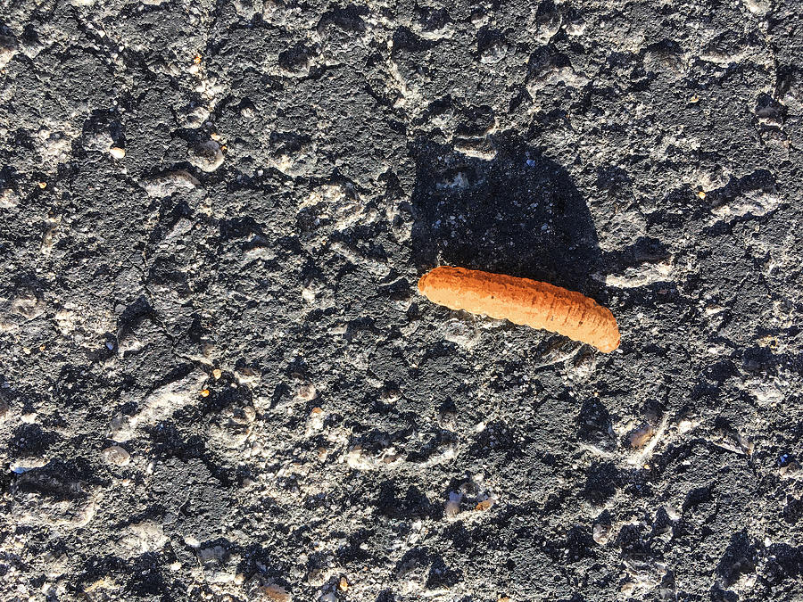 Road Caterpillar Photograph by Stan  Magnan
