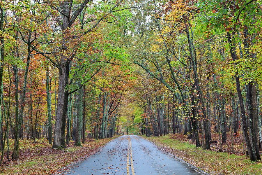 Road in a Forest Photograph by Jill Lang