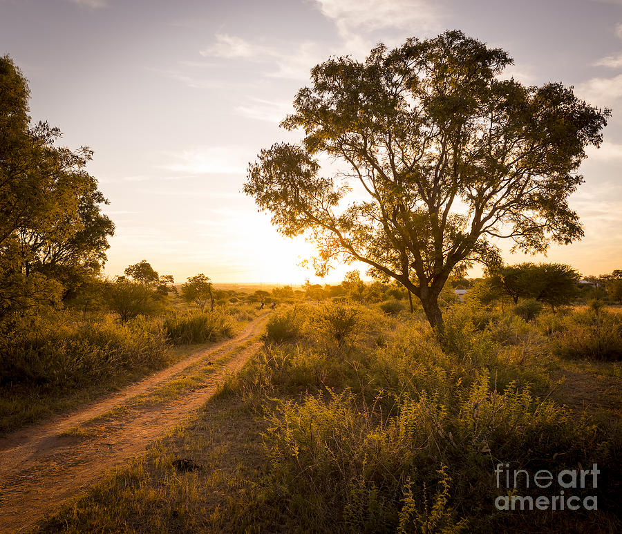 Nature Photograph - Road In Africa by THP Creative