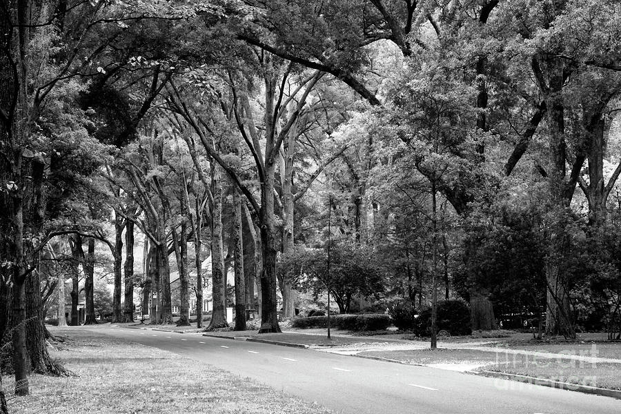 Road In Black And White Photograph