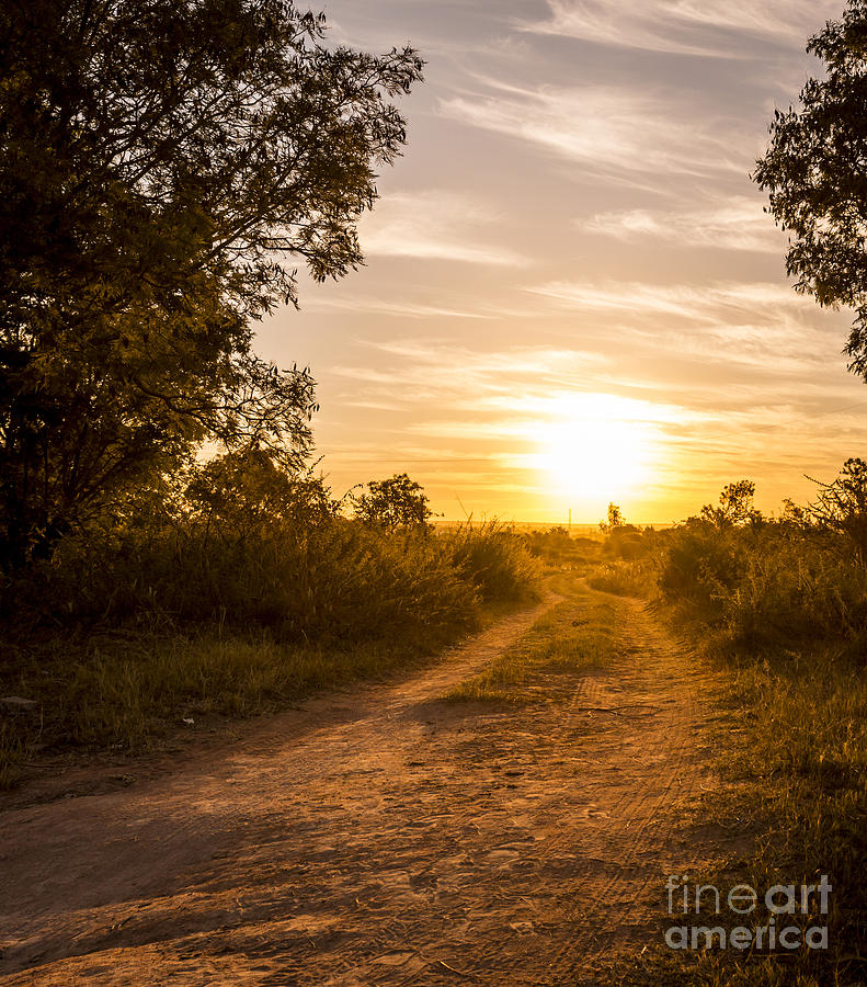 Nature Photograph - Road In Botswana by THP Creative