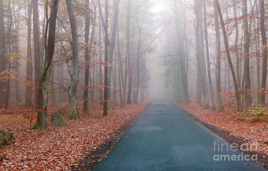Road in the autumn beechwood Photograph by Michal Boubin