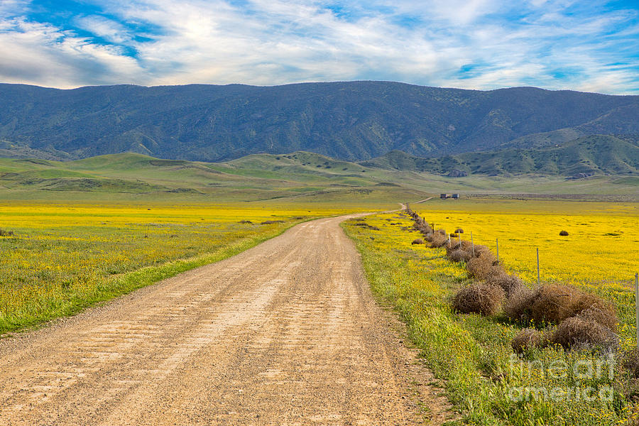 Road In The Carrizo Plains Photograph by Mimi Ditchie