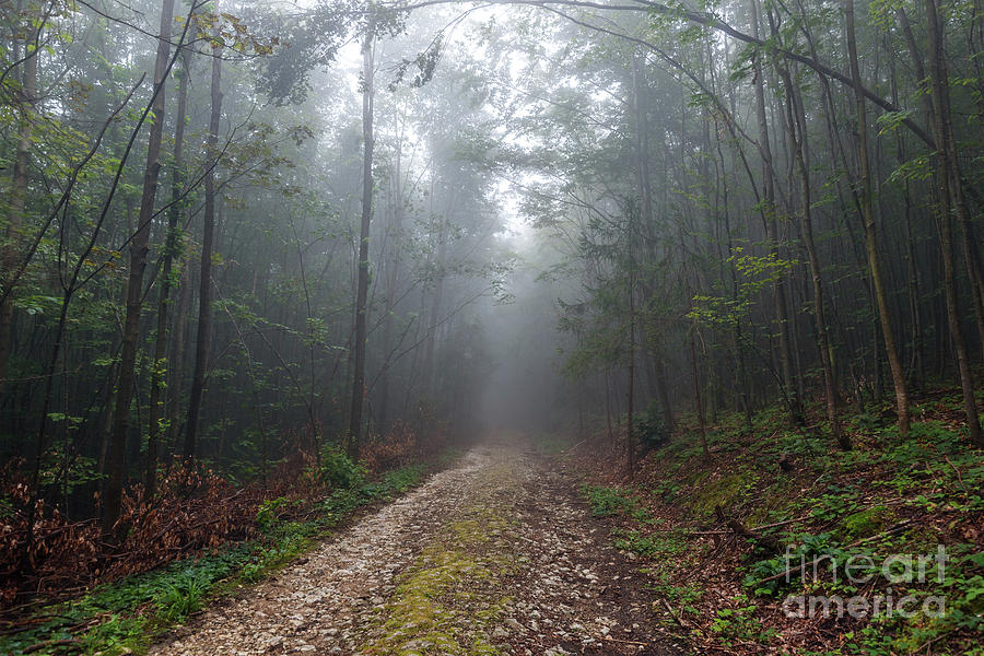 Road in the foggy forest Photograph by Ragnar Lothbrok