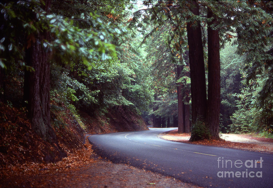 Road in the Red Wood Photograph by Paul Anderson