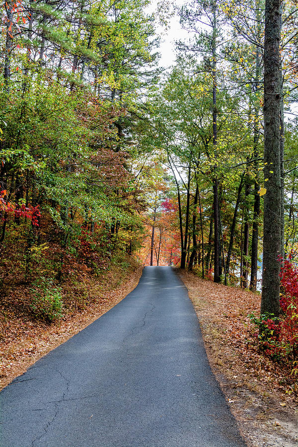 Road in the Woods Photograph by James L Bartlett