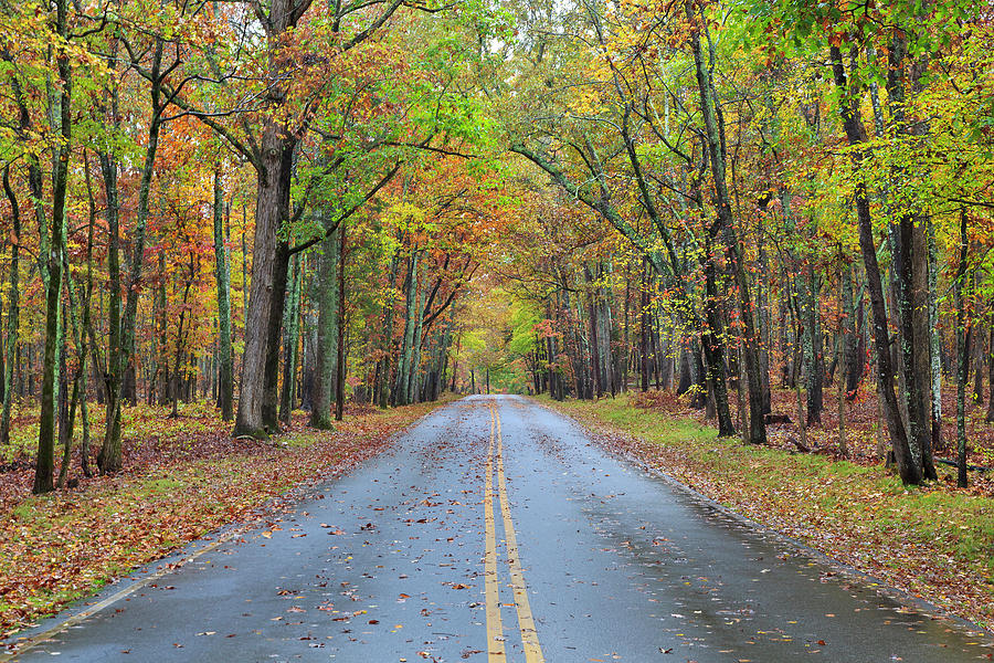 Road in the Woods Photograph by Jill Lang