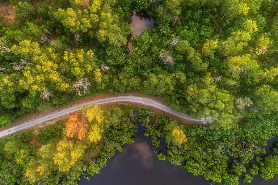 Road inside jungle from above Photograph by Pradeep Raja PRINTS