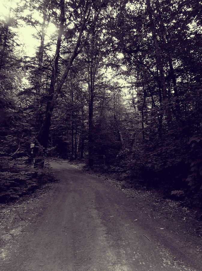 Road Into The Woods Photograph by Susan Lafleur