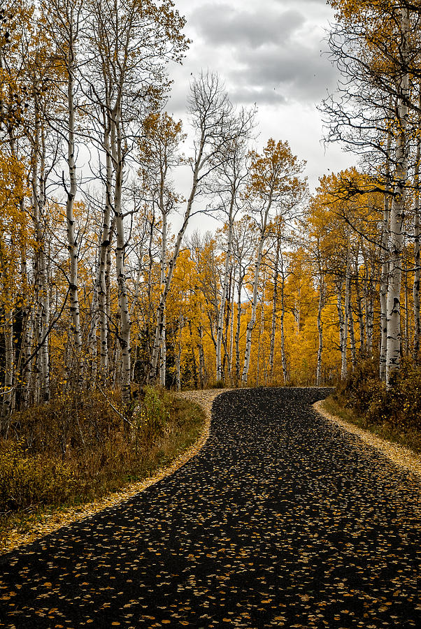 Road Less Traveled Photograph by Scott Read