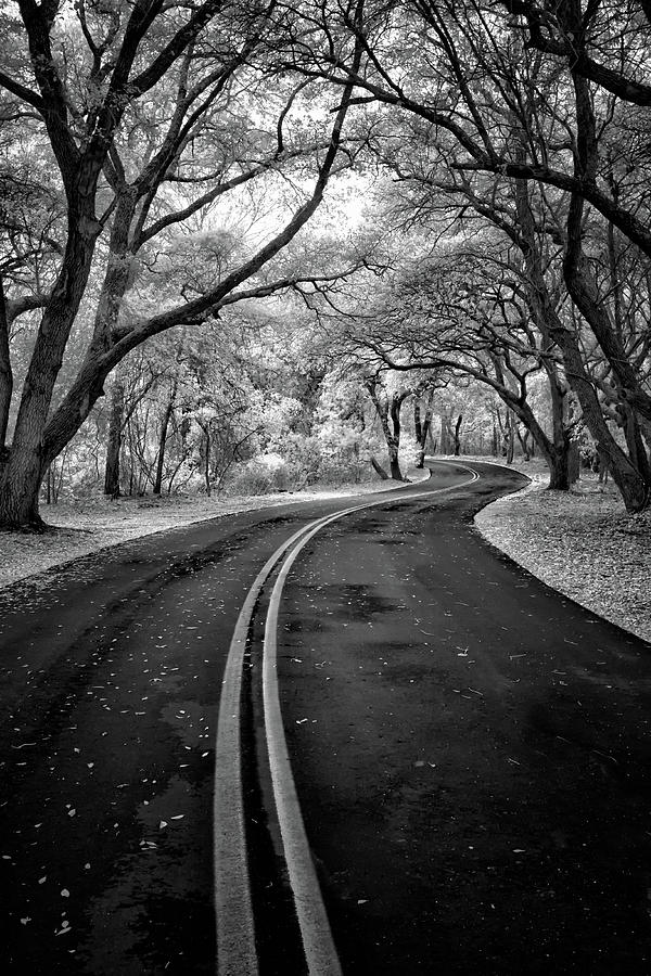 Road Less Travelled Photograph by Cindy Archbell - Fine Art America