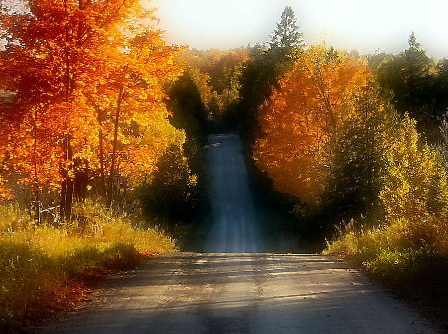 Fall Photograph - Road of Colour by David  Hubbs