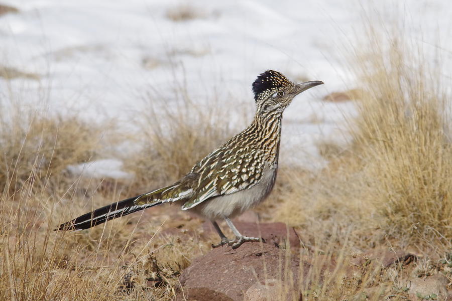 Road runner posing Photograph by Jeff Swan
