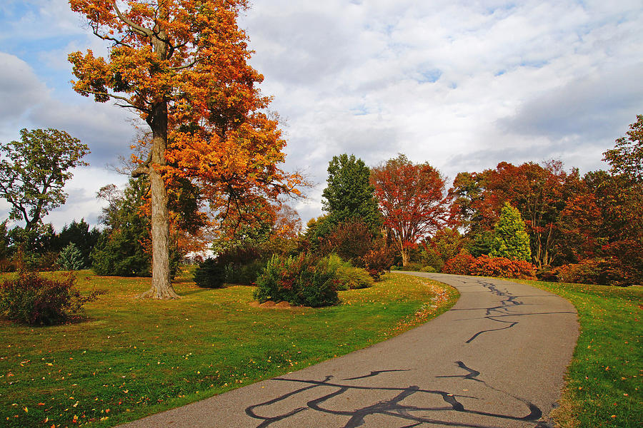 Road through Autumn Photograph by Mike Murdock