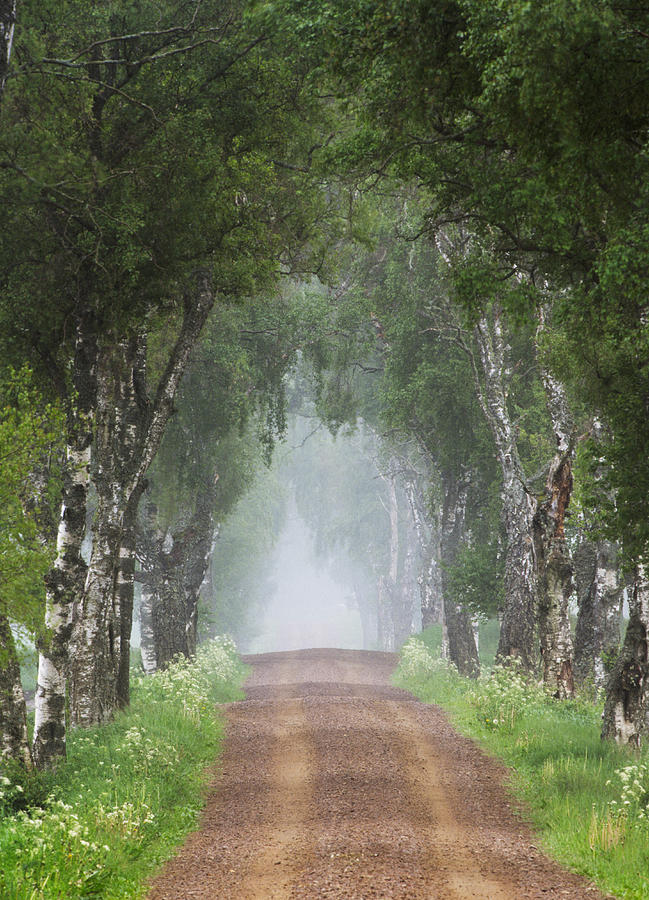 Road Through Birch Tree Avenue Photograph by Jan Tove Johansson