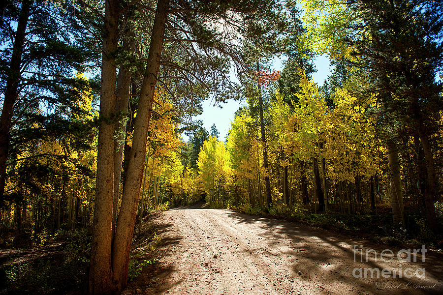 Road through the Aspens Photograph by David Arment