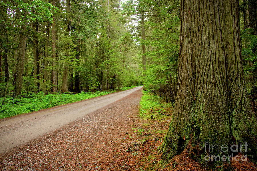 Road through the Cedars Photograph by Idaho Scenic Images Linda Lantzy