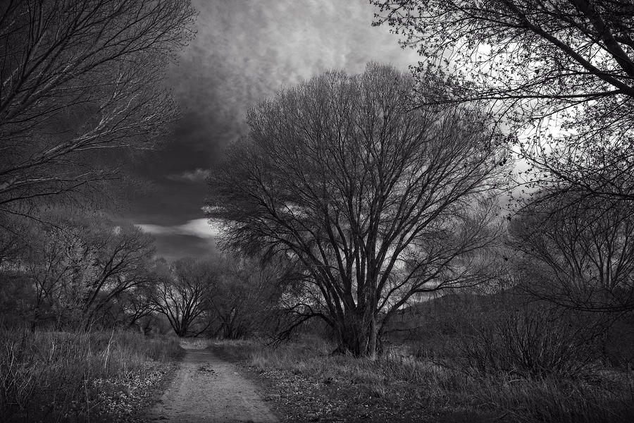 Road through the cottonwoods Photograph by Sandra Selle Rodriguez