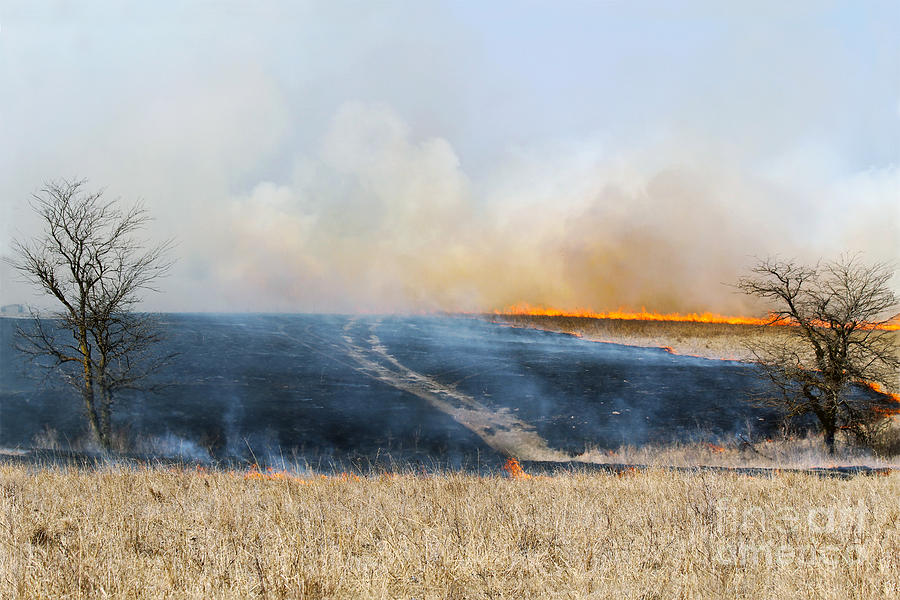 Road Through The Prairie Burn Photograph by Catherine Sherman