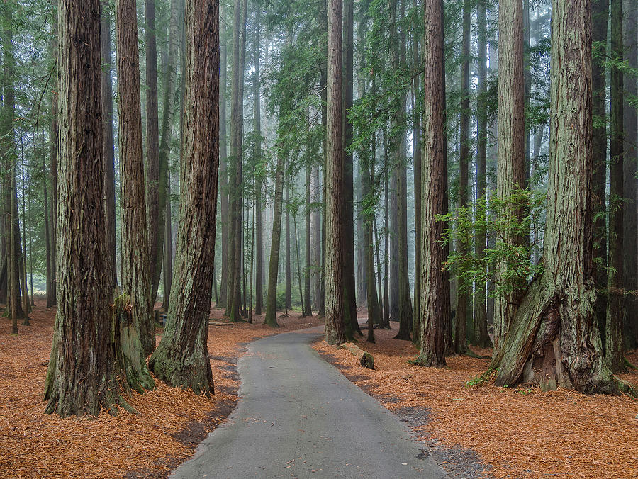 Road through the Redwoods Photograph by Greg Nyquist