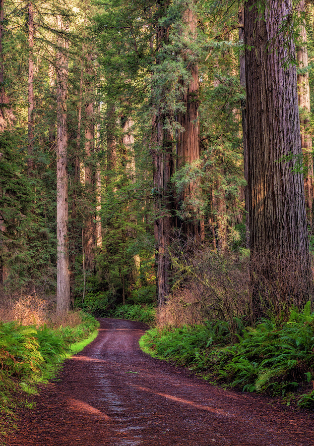 Road Through the Redwoods Photograph by Loree Johnson