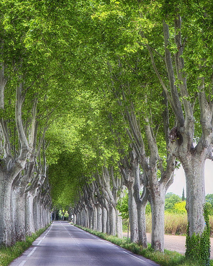 Road To Arles Photograph by Gigi Ebert