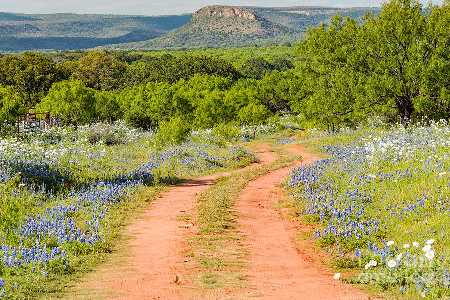 Poppy Photograph - Road to Bluebonnet Heaven - Willow City Loop Texas Hill Country Llano Fredericksburg by Silvio Ligutti