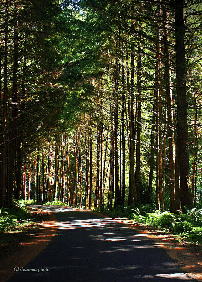 Road To Copalis Beach Cabin Photograph By Edward Coumou