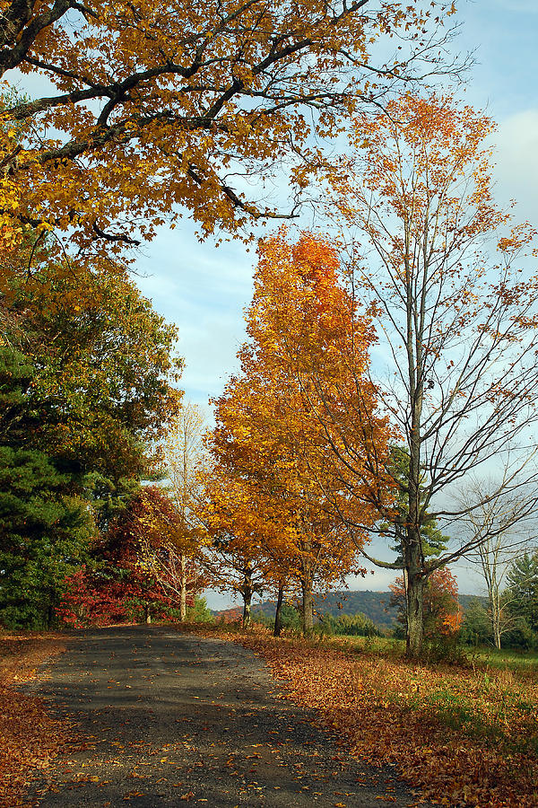 Tree Photograph - Road To Dana by Mark Wiley Tree Photograph - Road To Dana by Mark Wiley
