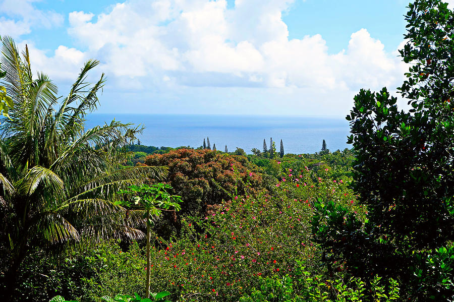 Road to Hana Study 07 Photograph by Robert Meyers-Lussier