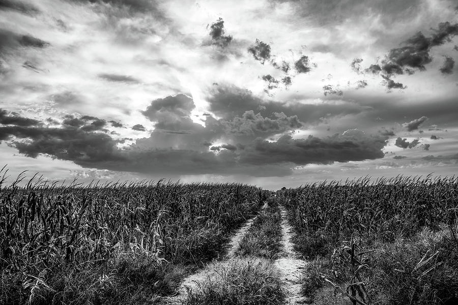 Road To Nowhere - Black And White Path Through Corn Field In Nebraska Photograph
