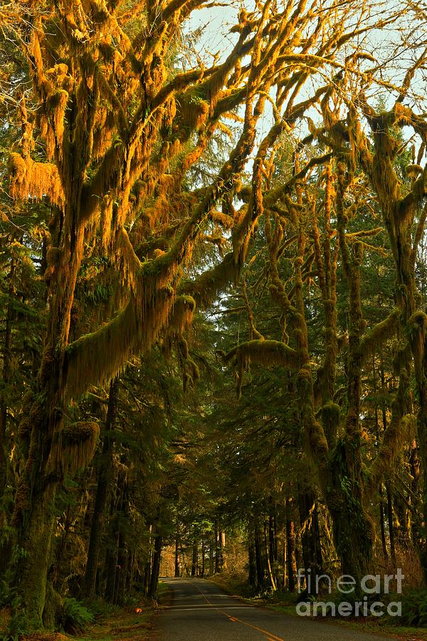 Road To The Hoh Rainforest Photograph by Adam Jewell