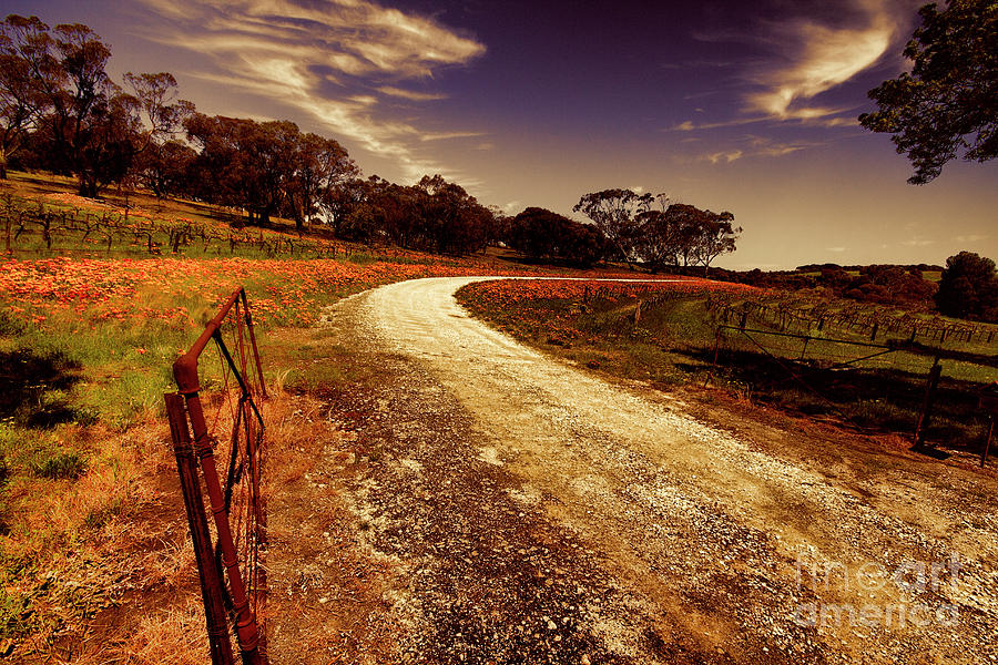 Road to the Vines Photograph by Douglas Barnard
