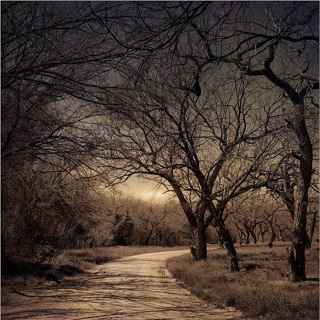 Tree Photograph - #road #trees #iphoneography #landscape by Judy Green