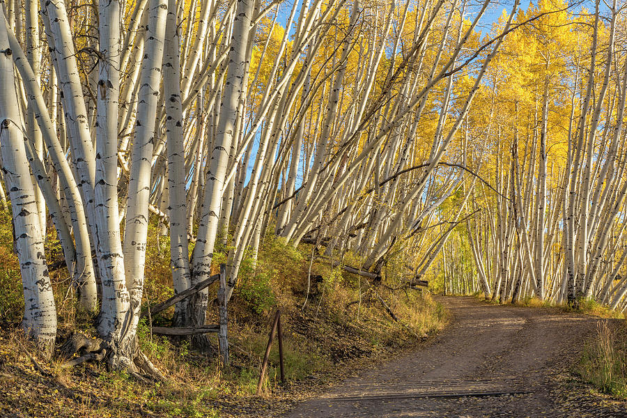Road With Leaning Aspens Photograph by Denise Bush