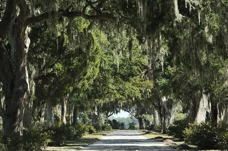 Tree Photograph - Road with Live Oaks by Bradford Martin