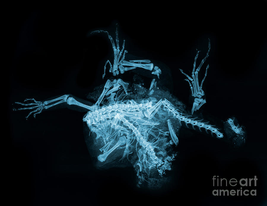 Roadkill Iguana, X-ray Photograph by Ted Kinsman