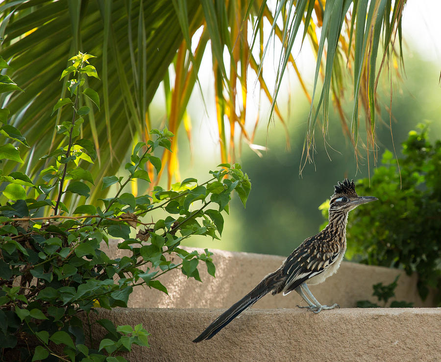 Roadrunner and Palm Frond Photograph by John Daly