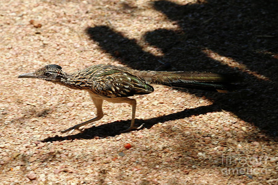 Roadrunner Photograph by Christiane Schulze Art And Photography
