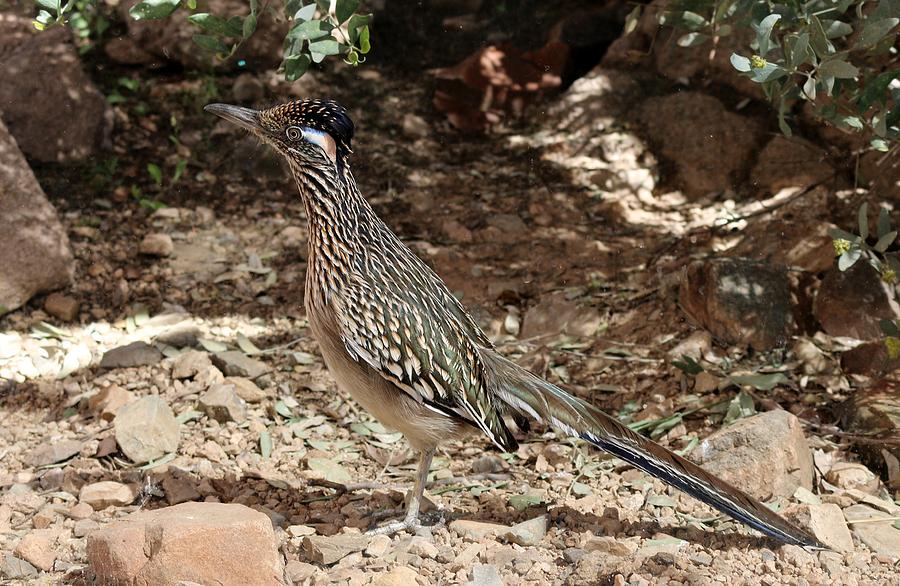 Roadrunner Photograph by Christy Pooschke
