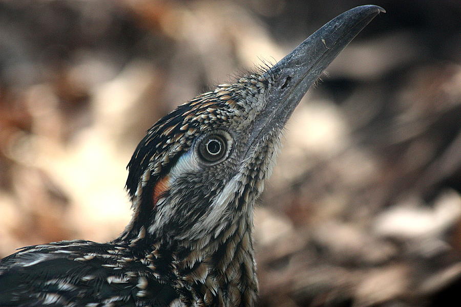 Roadrunner Close-Up Photograph by Sheila Brown