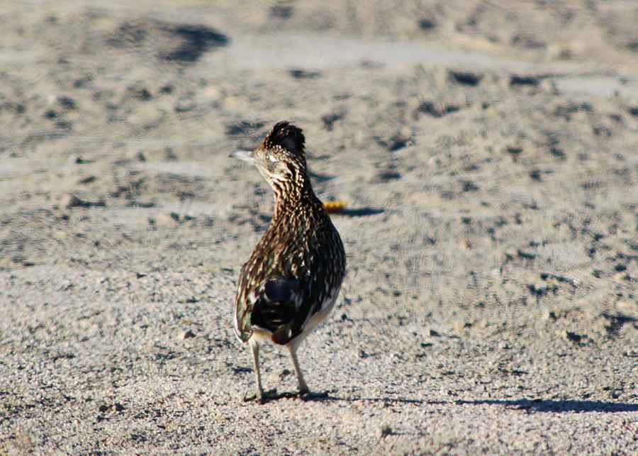 Roadrunner Looking Back Photograph by Colleen Cornelius