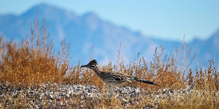 Roadrunner On The Run Photograph by Barbara Chichester