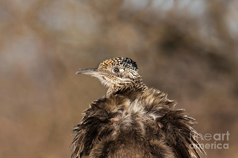 Roadrunner portrait  Photograph by Ruth Jolly
