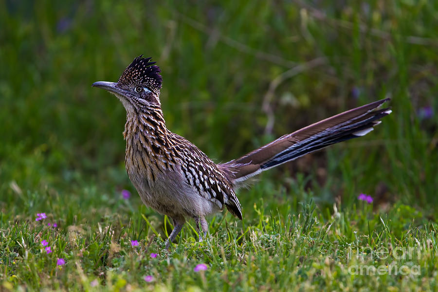 Roadrunner Rest Stop Photograph by Gary Holmes