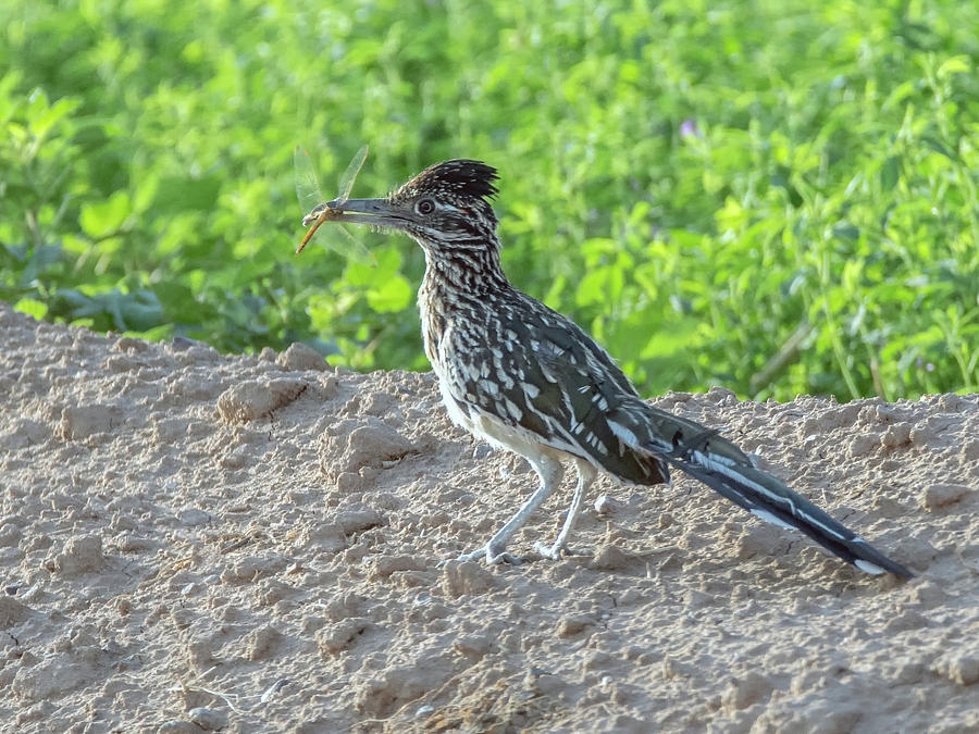 Roadrunner with Dragonfly 2167-080318-1cr Photograph by Tam Ryan