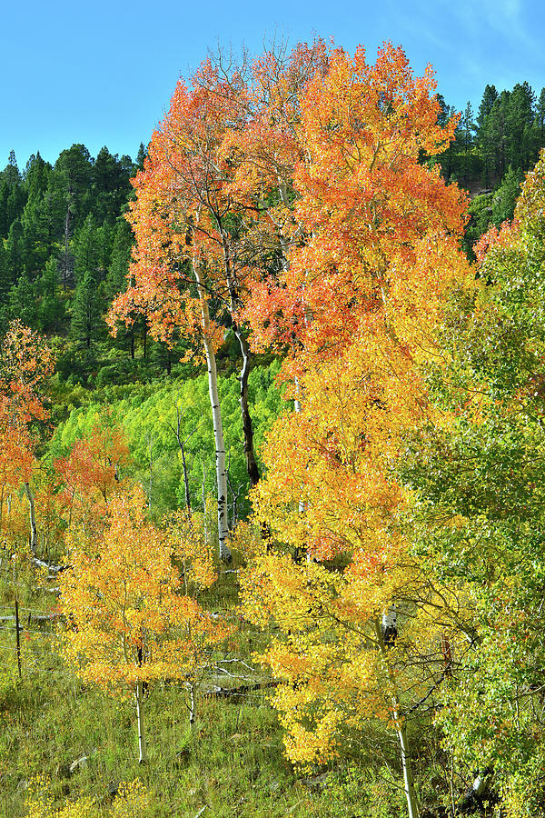 Roadside Aspens along Highway 62  Photograph by Ray Mathis