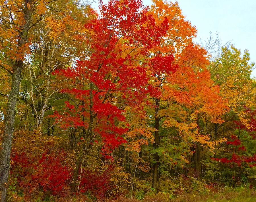 Roadside Beauty Photograph by Linda Olcott | Fine Art America